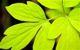 Widescreen HD wallpapers Plants #38