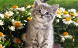 Webshots Animal Wallpapers (3) #1