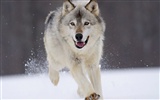 Webshots Animal Wallpapers (3) #8