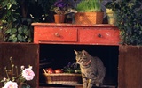  Webshotsの動物の壁紙(3) #13