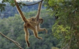 Webshots Animal Wallpapers (3) #24