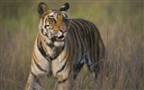 Webshots Animal Wallpapers (3) #26