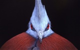 Webshots Animal Wallpapers (3) #29