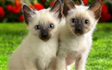 Webshots Animal Wallpapers (3) #38