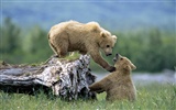 Tierische Liebe Wallpaper Album (1)