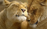 Animal affection wallpaper album (1) #19