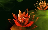 Exquisite Ink Flower Wallpapers #40