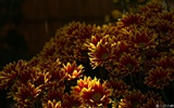 Osobní Květiny HD Tapety na plochu #20