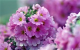 Personal Flowers HD Wallpapers #21014