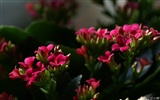 Osobní Květiny HD Tapety na plochu #26