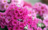 Osobní Květiny HD Tapety na plochu #28