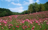 Blauer Himmel, weiße Wolken und Blumen Wallpaper