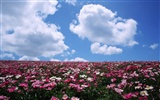 Blue sky white clouds and flowers wallpaper #4