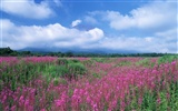 Blauer Himmel, weiße Wolken und Blumen Wallpaper #6