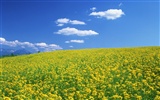 Blue sky white clouds and flowers wallpaper #8