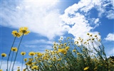 ciel nuage blanc et bleu fleurs fond d'écran #12