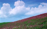 푸른 하늘에 흰 구름과 꽃 벽지 #13