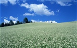 Cielo azul nubes blancas y flores papel tapiz #17