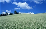 ciel nuage blanc et bleu fleurs fond d'écran #17