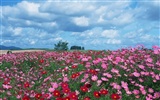 Blauer Himmel, weiße Wolken und Blumen Wallpaper #18