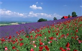 ciel nuage blanc et bleu fleurs fond d'écran #20