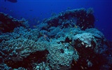 Fondo de pantalla azul profundo Mundial de Actividades Subacuáticas #7