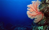Fondo de pantalla azul profundo Mundial de Actividades Subacuáticas #18