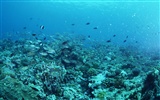 Fondo de pantalla azul profundo Mundial de Actividades Subacuáticas #23