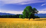 Beautiful natural scenery wallpapers (1) #8