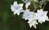 花卉攝影精美壁紙 #6