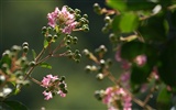 Fondos de exquisitas flores #36