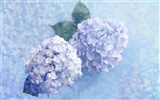 Blumen Geschenke HD Wallpapers (4) #8