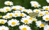 Herrliche Natur Wallpaper (2) #8