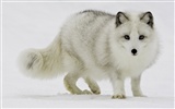 National Geographic Wallpapers articles animaux (2) #20