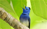 Lovely spring bird wallpaper #2