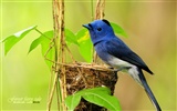 Lovely spring bird wallpaper #3