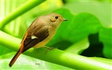 Lovely spring bird wallpaper #4