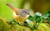 Lovely spring bird wallpaper #5