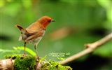 Lovely spring bird wallpaper #6