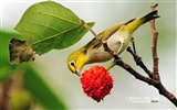 Lovely spring bird wallpaper #8