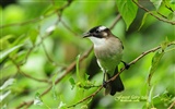 Lovely spring bird wallpaper #10