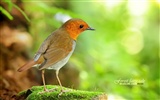 Lovely spring bird wallpaper #11