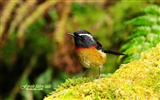 Lovely spring bird wallpaper #12