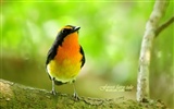 Lovely spring bird wallpaper #13