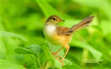 Lovely spring bird wallpaper #14