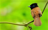 Lovely spring bird wallpaper #15