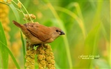 Lovely spring bird wallpaper #16