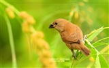 Bonito fondo de pantalla de primavera de aves #17