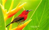 Lovely spring bird wallpaper