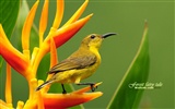 Lovely spring bird wallpaper #19